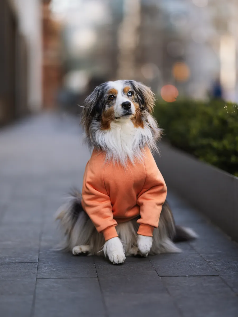 Orange is the New Bark Hoodie