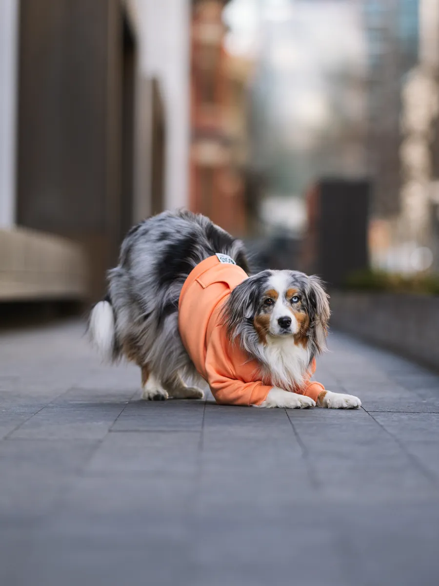 Orange is the New Bark Hoodie