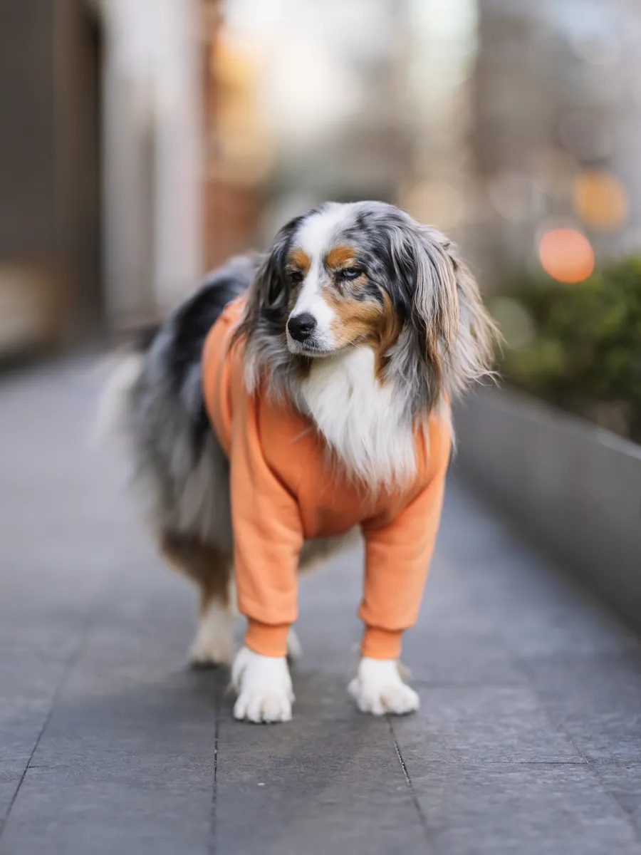 Orange is the New Bark Hoodie